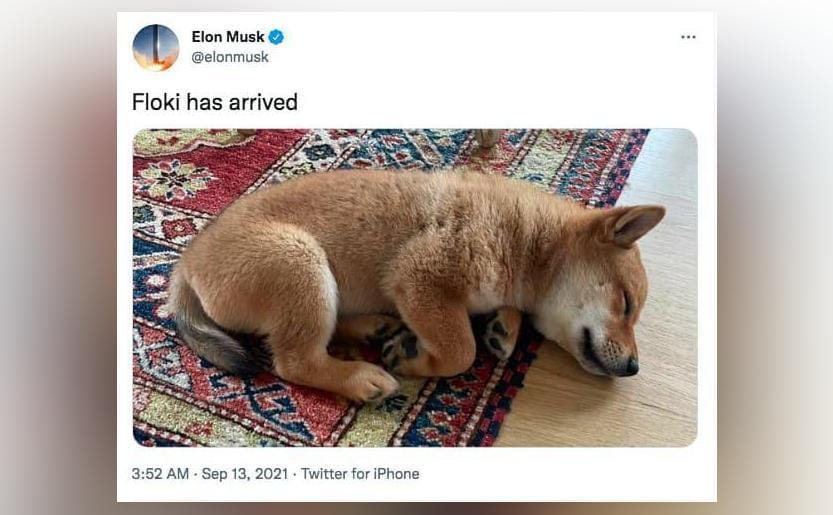 Screenshot of Elon Musk’s tweet from September 12, 2021, saying “Floki has arrived” alongside a photo of his Shiba Inu puppy sleeping on the floor. The tweet sparked excitement in the crypto community and boosted interest in Floki-themed cryptocurrencies.